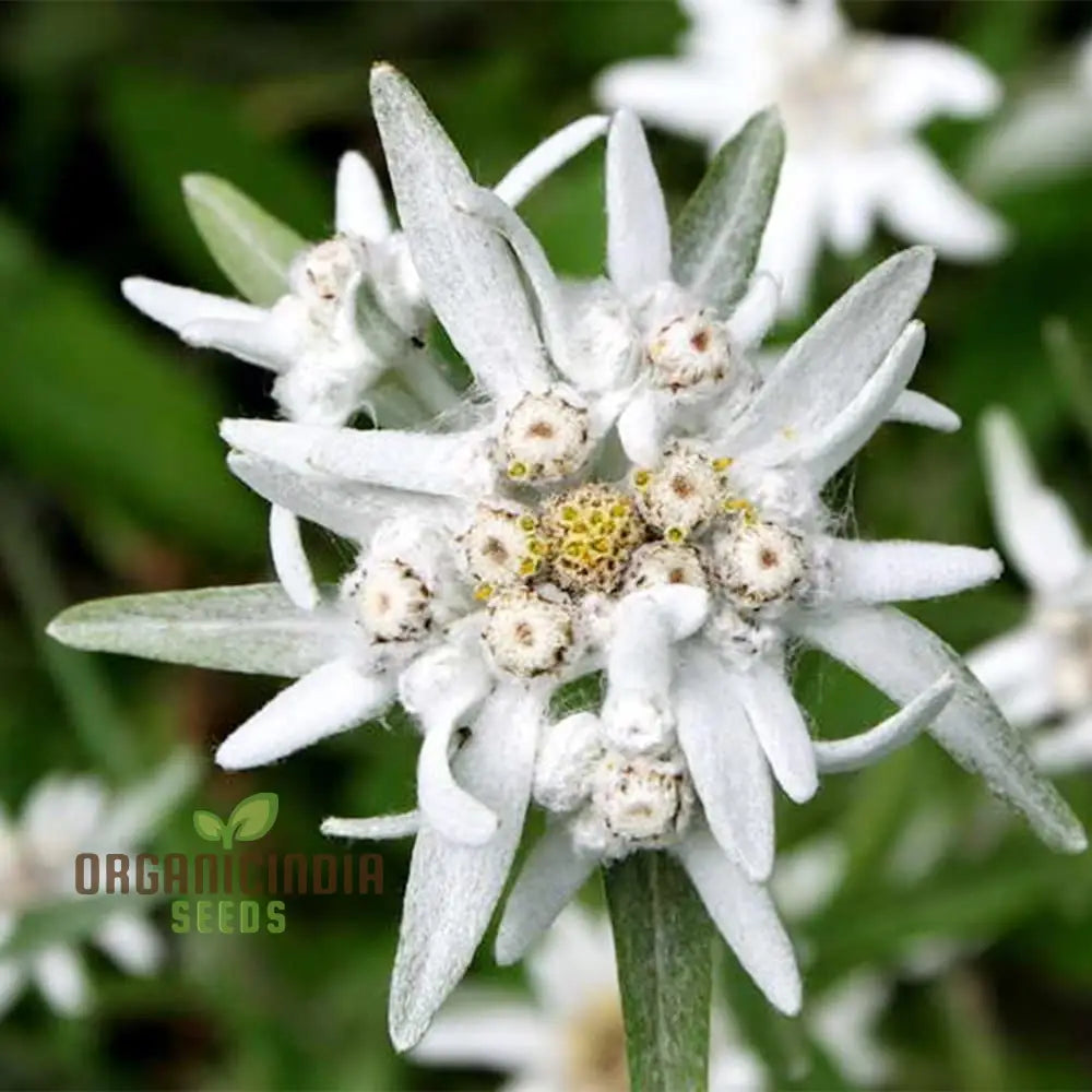 Nema Edelweiss (Leontopodium Alpinum) Flower Seeds For Gardening Enthusiasts – Perfect Your