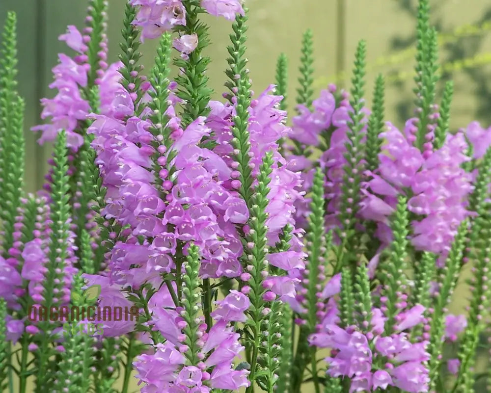 Nema Physostegia Virginiana Seeds Beautiful Purple Obedient Plant Flower For Gardening Seeds
