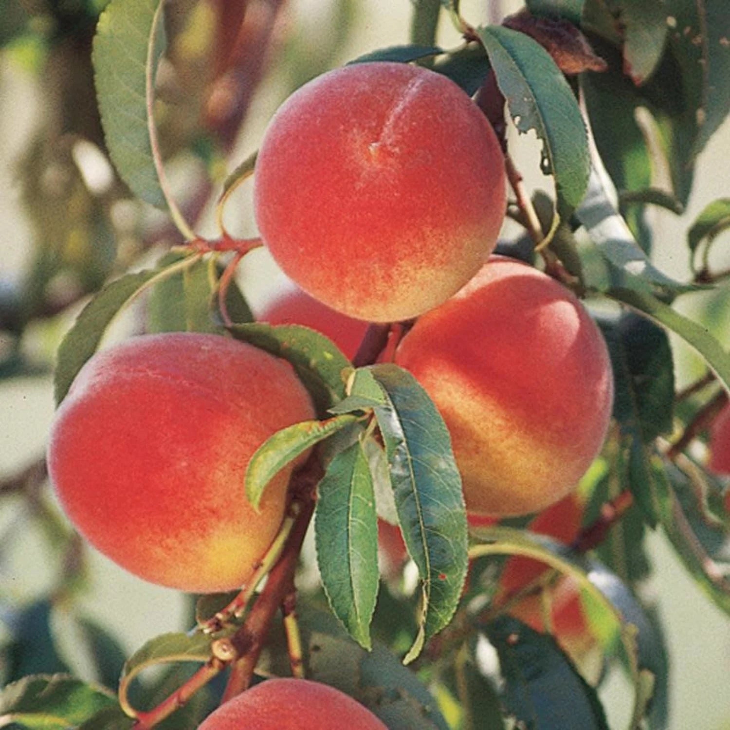 Nemaguard peach fruit seeds for cultivating vigorous peach trees