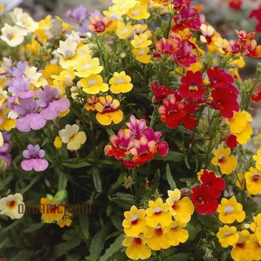 Nemesia Carnival Mix Flower Seeds - Colorful Blooms For Festive Garden Displays