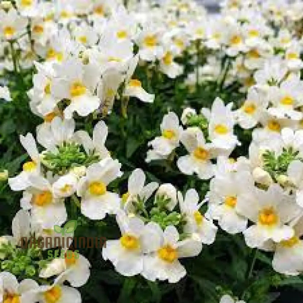 Nemesia ’Snowflakes’ Seeds For Gardening | Premium Quality Flower Your Garden