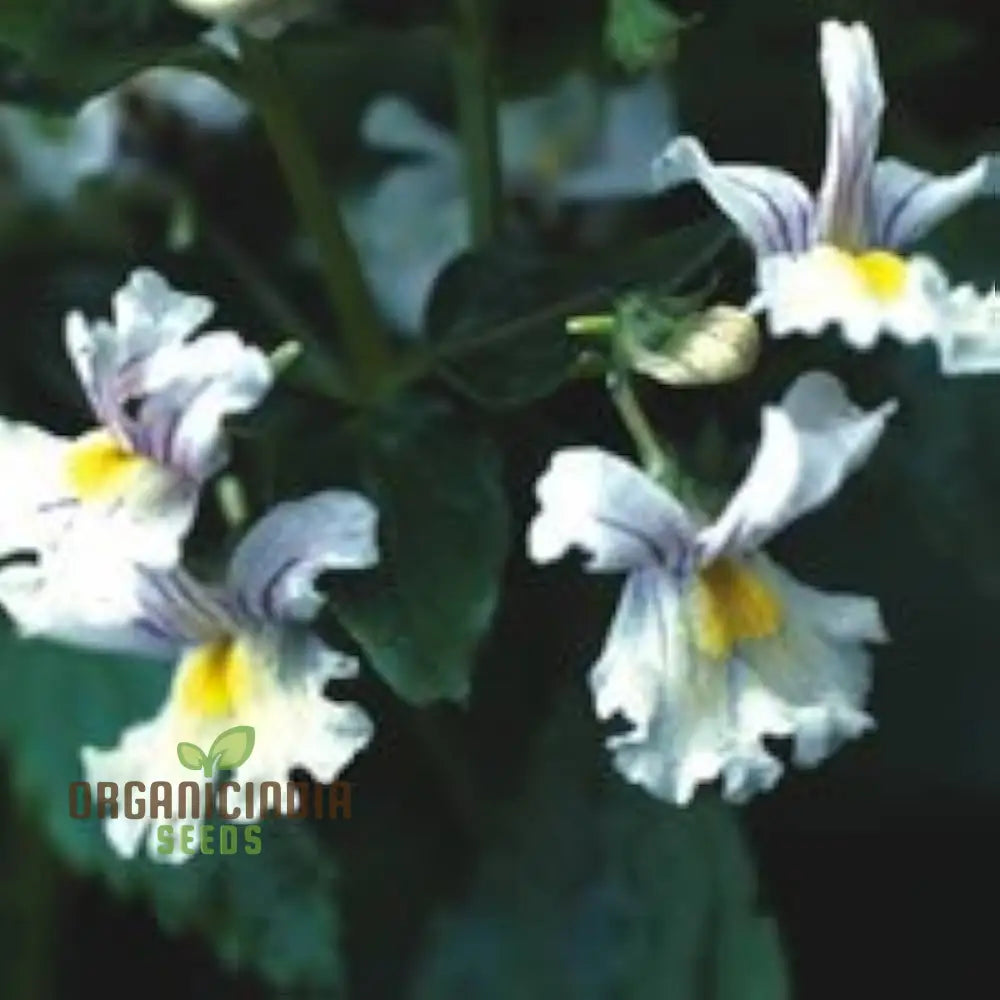 Nemesia ’Snowflakes’ Seeds For Gardening | Premium Quality Flower Your Garden