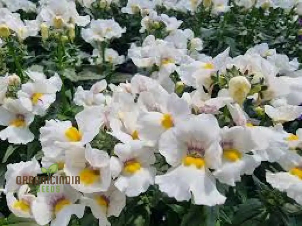 Nemesia ’Snowflakes’ Seeds For Gardening | Premium Quality Flower Your Garden