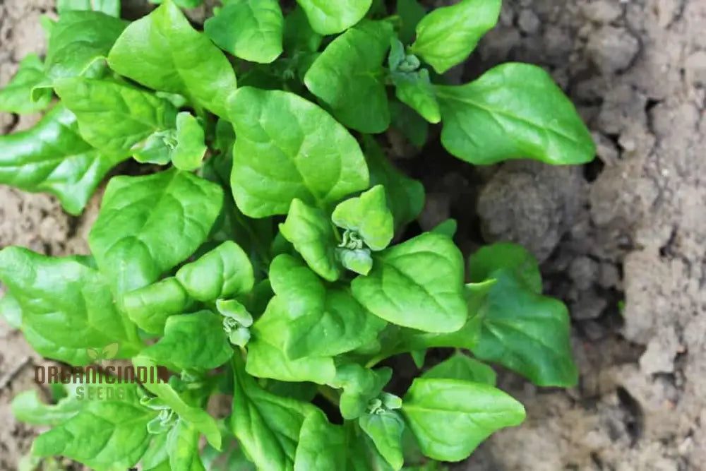 Closeup of New Zealand Spinach Leaves, Heat Tolerant Greens