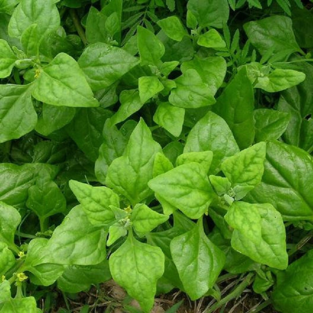 New Zealand Spinach Seedling Growing in Garden, Easy-to-Grow Summer Green Seeds