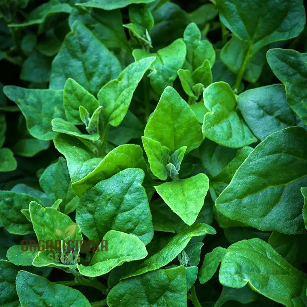 New Zealand Spinach Seeds for Planting, Heat-Tolerant Spinach Seeds