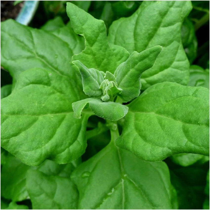 New Zealand Spinach Seeds (Tetragonia tetragonioides) for Home Garden, Heat-Tolerant Greens