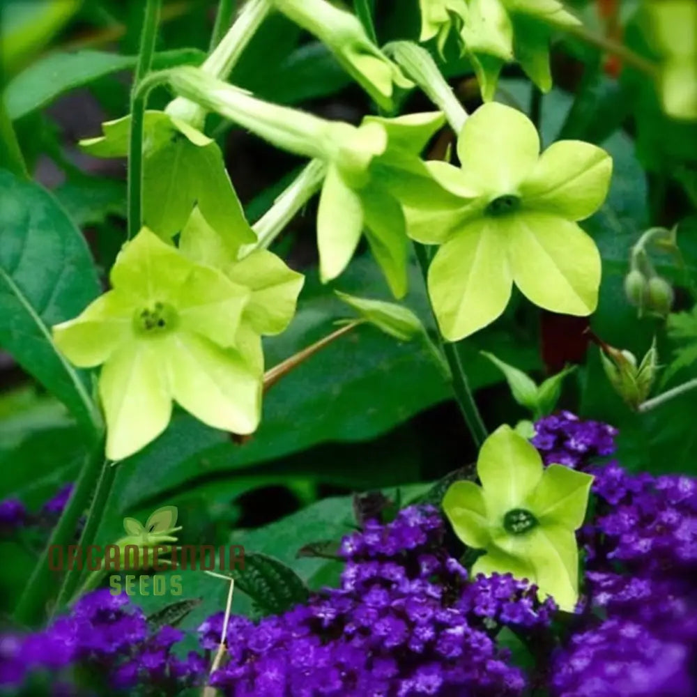 Nicotiana Lime Green Seeds for Vibrant Garden Flowers