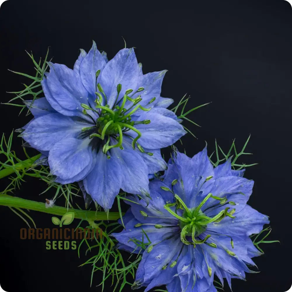 Nigella ’Miss Jekyll Blue’ Seeds – Elevate Your Gardening Experience With Delicate
