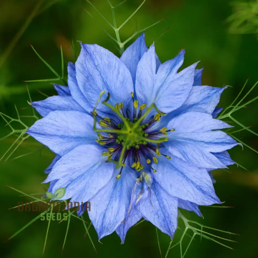 Nigella ’Miss Jekyll Blue’ Seeds – Elevate Your Gardening Experience With Delicate