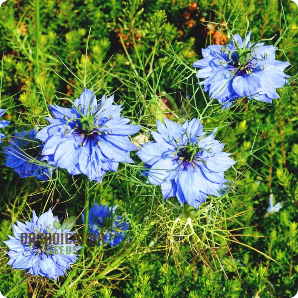 Nigella ’Miss Jekyll Blue’ Seeds – Elevate Your Gardening Experience With Delicate