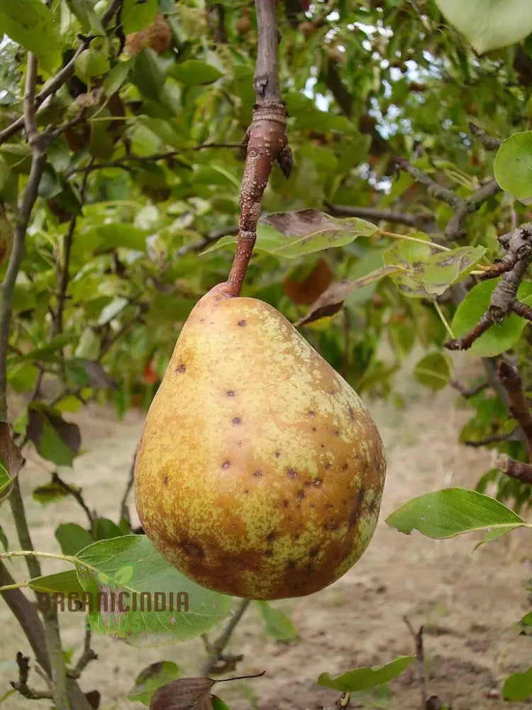 Non-GMO Aegle Marmelos seeds for growing sacred Bael trees