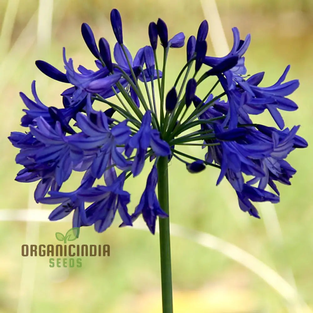 Non-GMO Agapanthus Sunfield Seeds for Landscaping and Borders