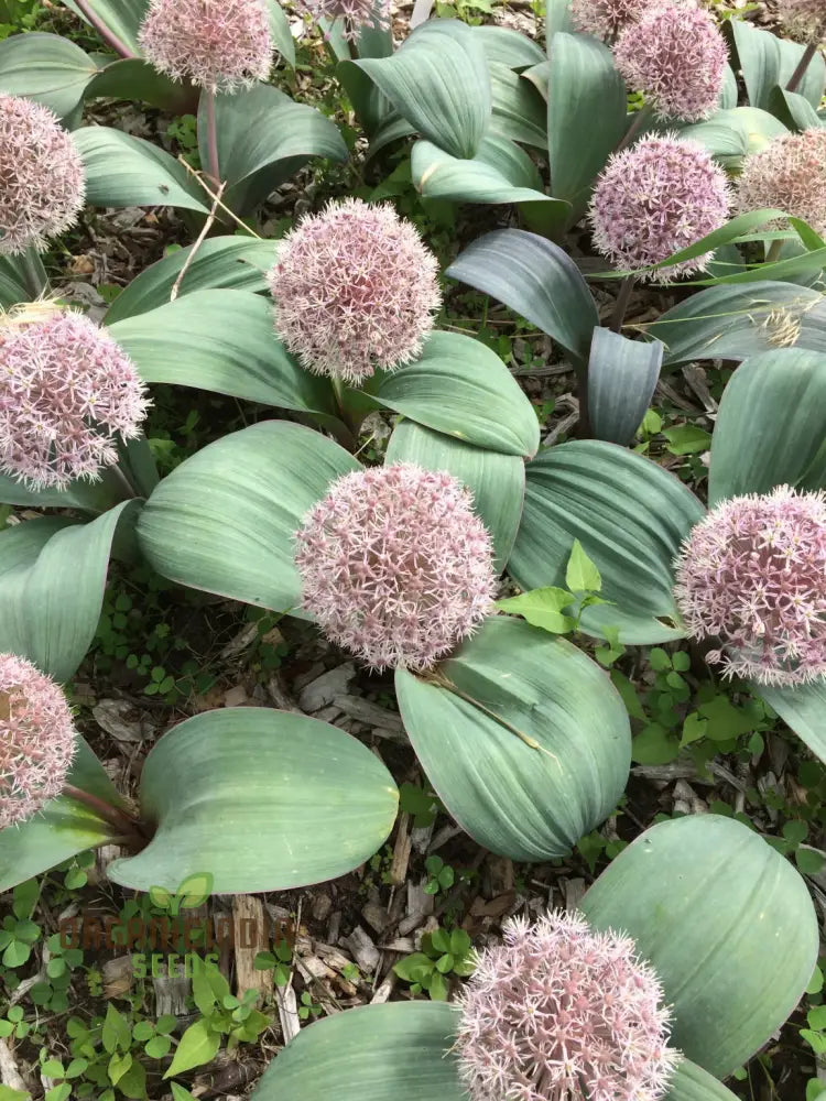 Non-GMO Allium Karataviense Garden Seeds for Landscaping