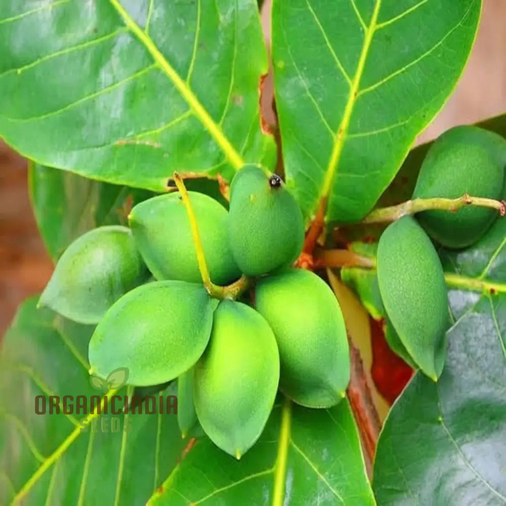 Non-GMO Almond seeds ideal for growing nutrient-rich Badam trees