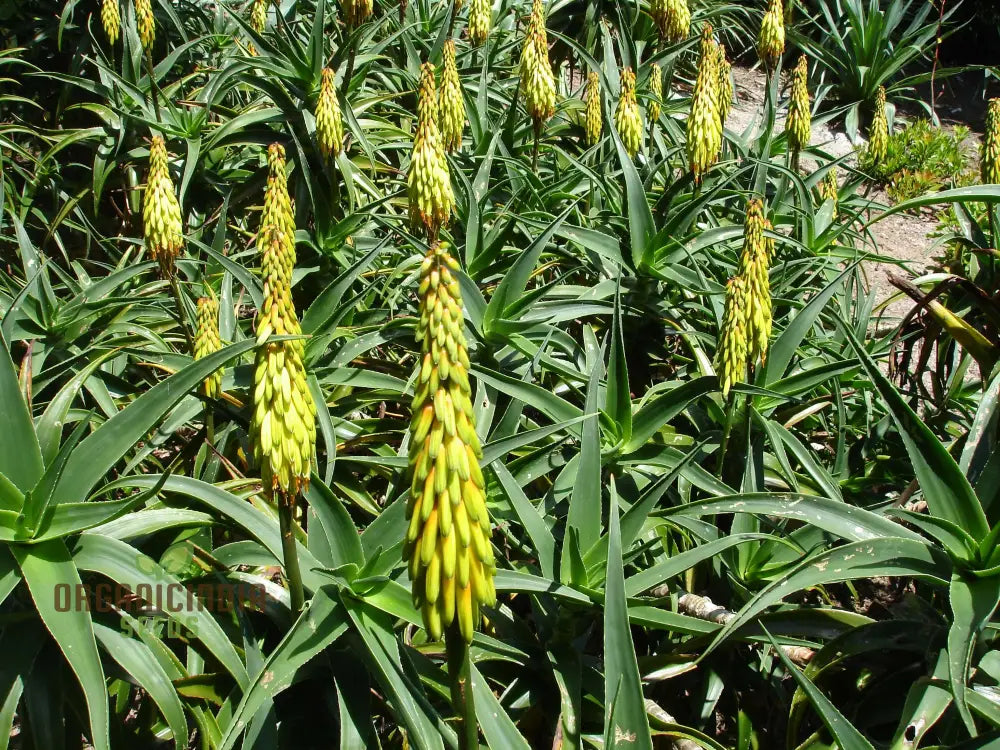 Non-GMO Aloe Striatula Seeds for Low-Maintenance Gardens
