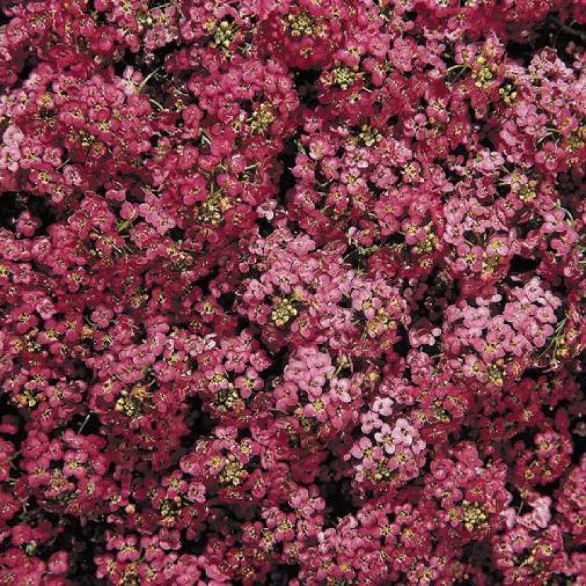 Non-GMO Alyssum seeds fragrant deep rose flowers