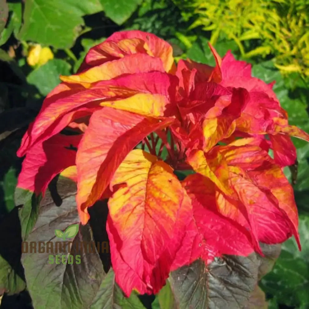 Non-GMO Amaranthus Illumination Seeds for Home Gardening
