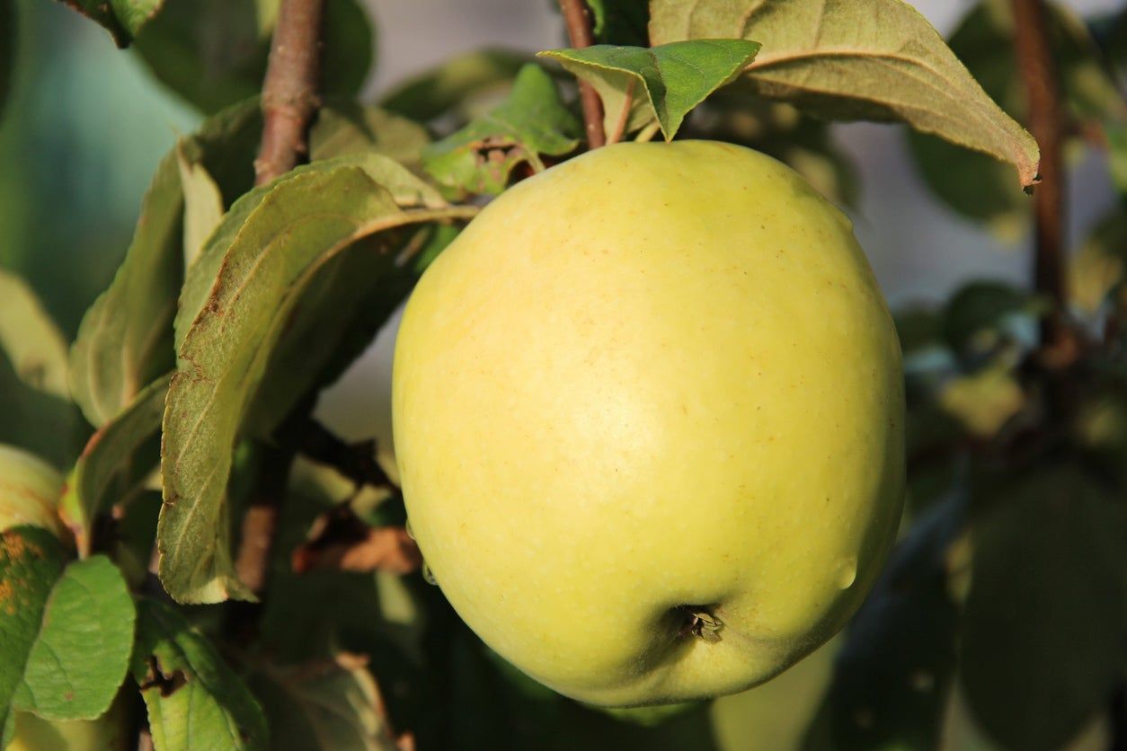Non-GMO Antonovka apple seeds for growing fruit trees