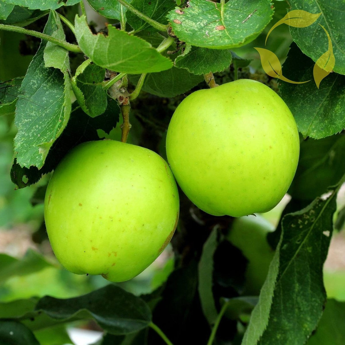 Non-GMO Antonovka Apple seeds