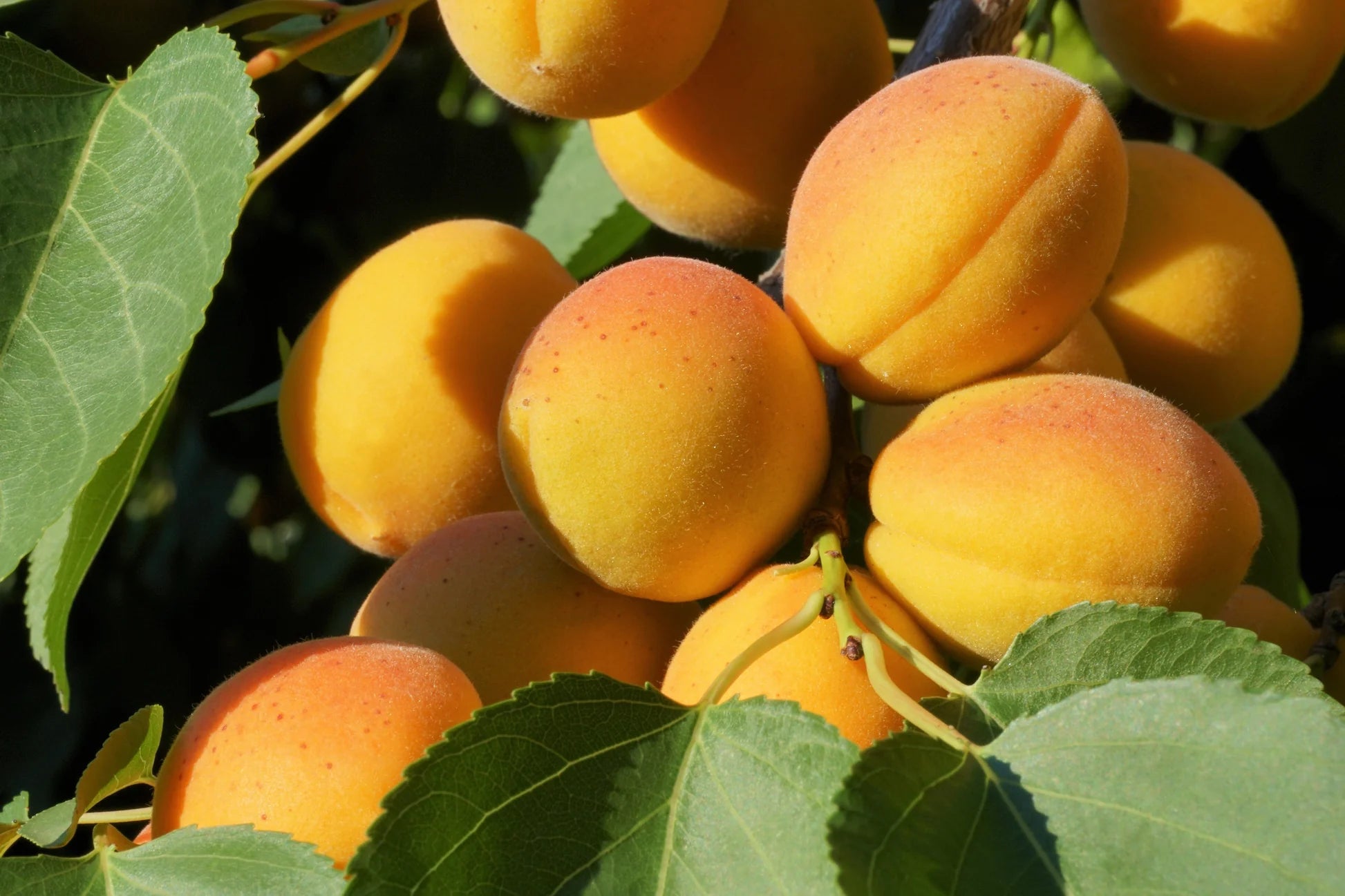 Non-GMO Manchurian Apricot Tree seeds for home gardens