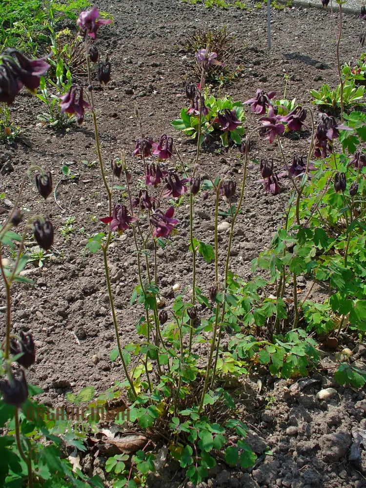 Non-GMO Aquilegia Atrata Flower Seeds for Elegant Spring Blooms