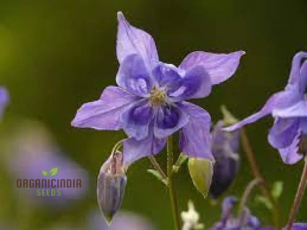 Non-GMO Aquilegia Blue Seeds for Ornamental Garden Use