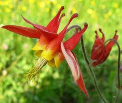 Non-GMO Aquilegia Canadensis Seeds for Spring Blooms