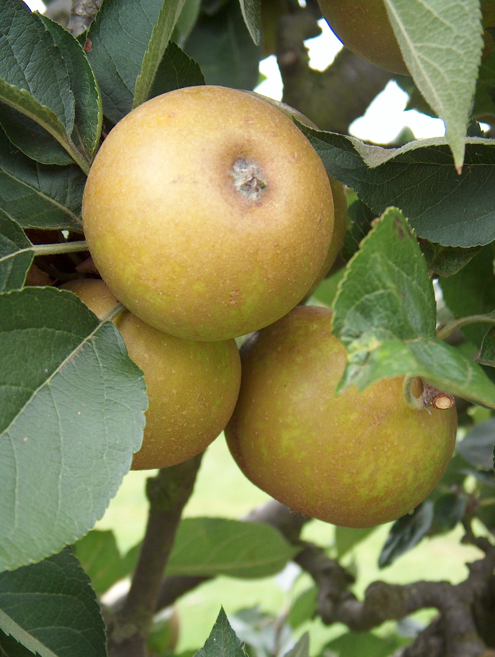 Non-GMO Ashmead’s Kernel Apple seeds