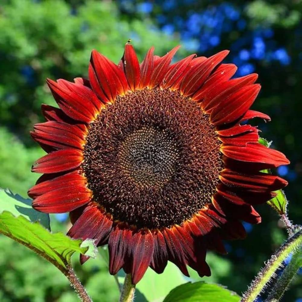 Non-GMO Autumn Beauty Sunflower Seeds for Outdoor Gardening