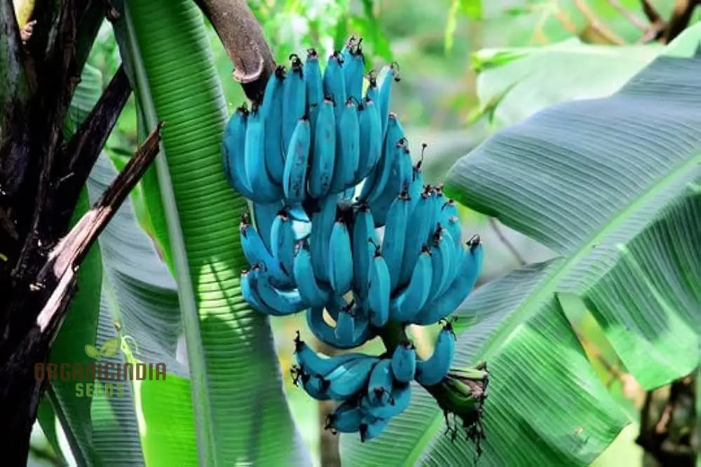 Non-GMO Blue Java Banana Seeds for Organic Gardening
