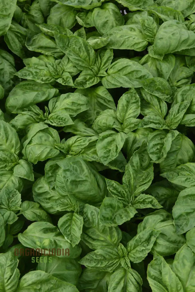 Non-GMO Basil Newton Seeds for Kitchen Herb Gardens