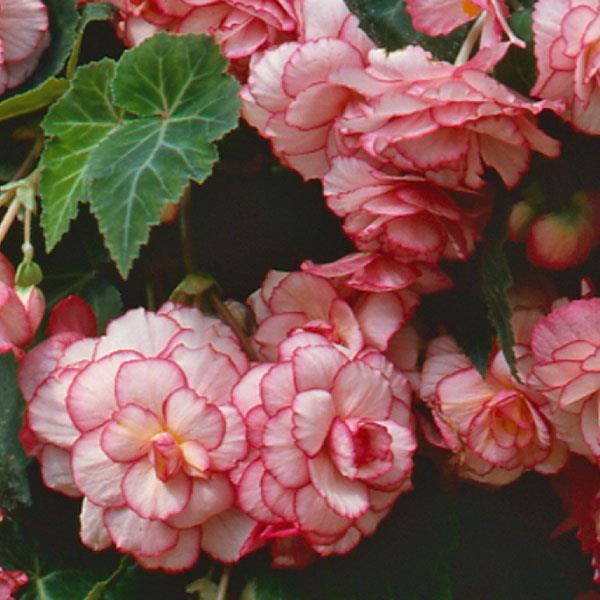 Non-GMO Red and White Begonia Seeds for Colorful Garden Flowers