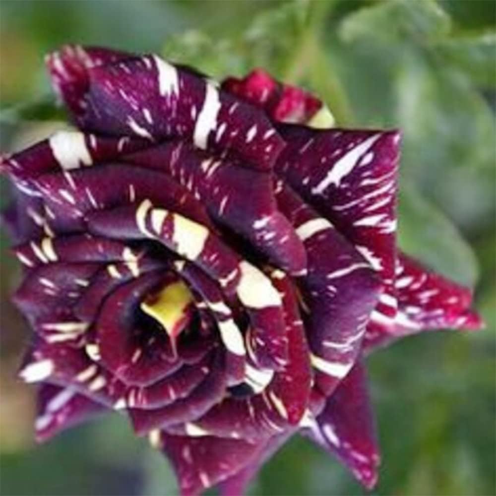 Non GMO Black Dragon Rose Bush Seeds for Planting