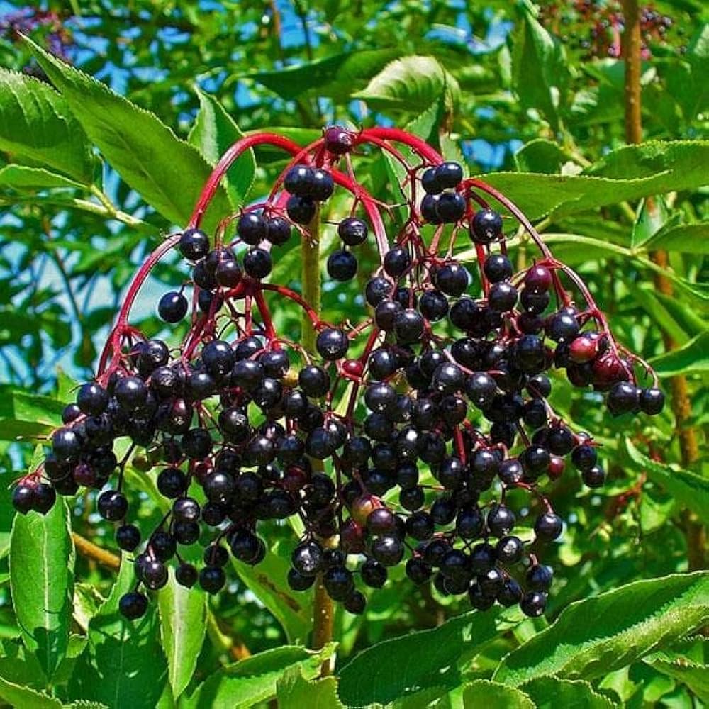 Non-GMO Black Elderberry seeds