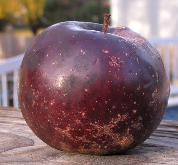 Non-GMO Black Oxford Apple seeds