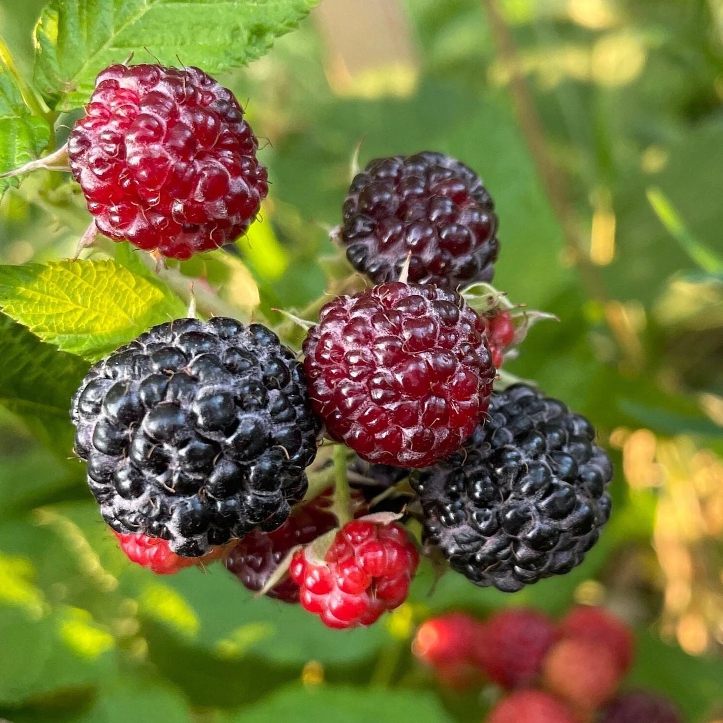 Non-GMO black raspberry plants growing in garden
