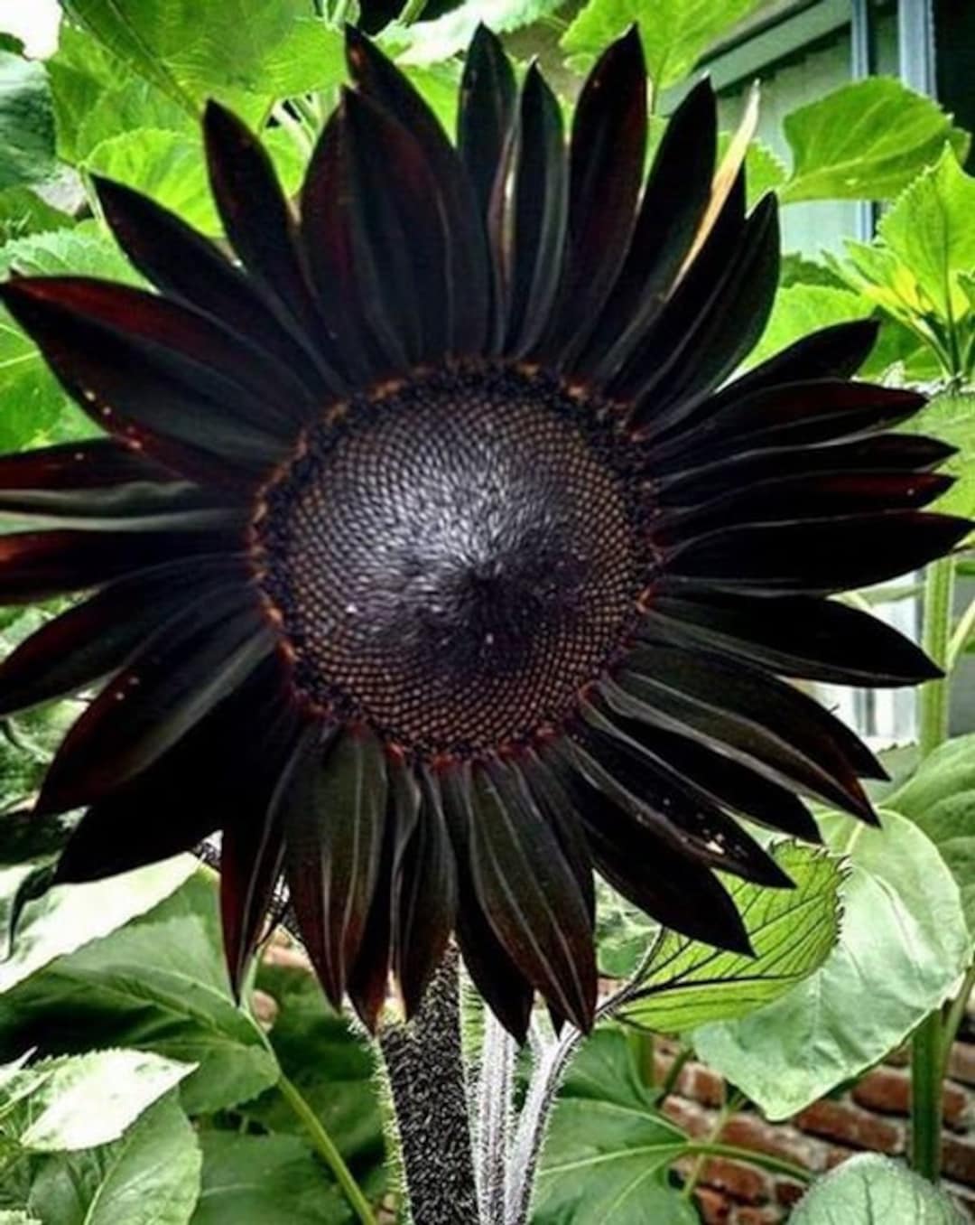 Non GMO black sunflower seeds