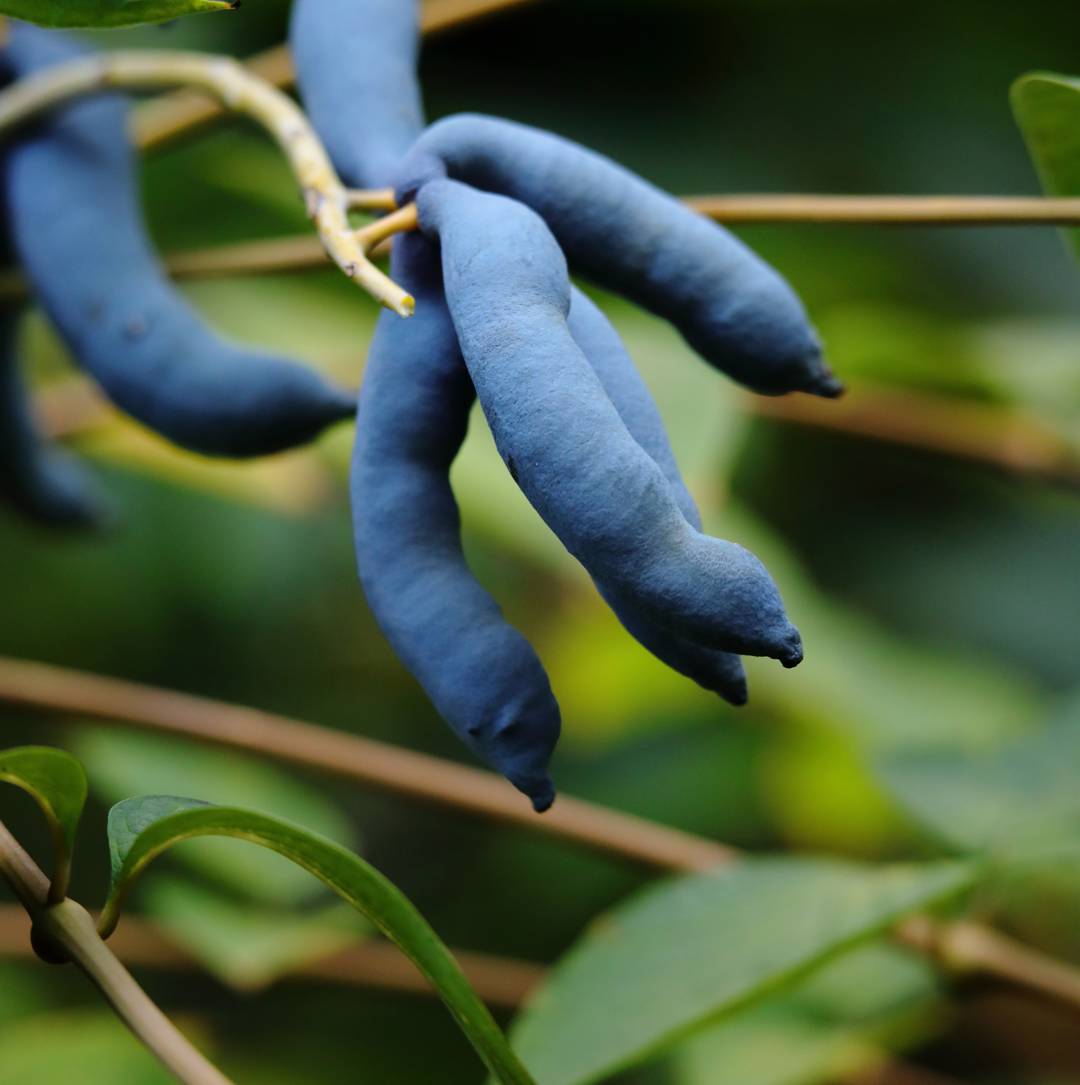 Non-GMO Blue Sausage Fruit seeds