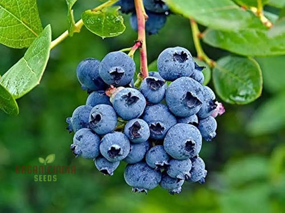 Non-GMO Blueberry Seeds for Healthy Fruit Plants