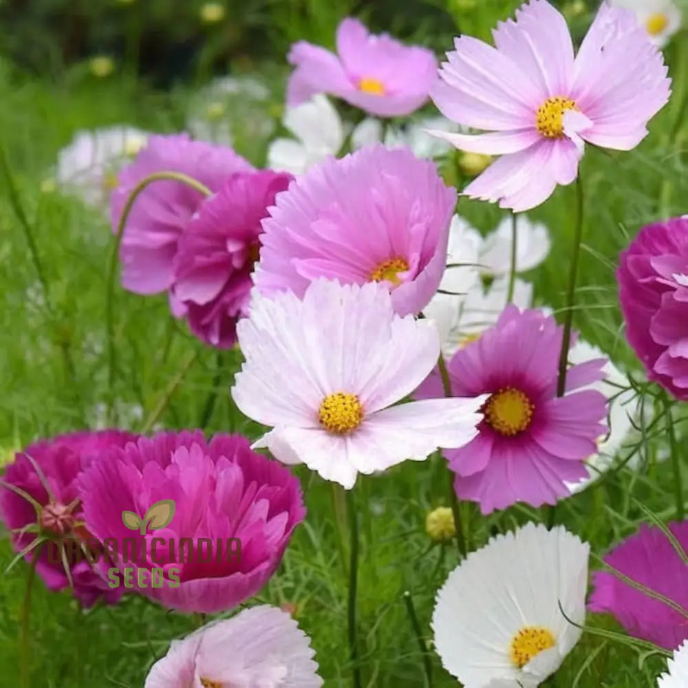 Non GMO blush cosmos seeds exquisite garden flowers