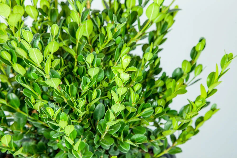 Non-GMO Boxwood Seeds for Planting Compact Evergreen Shrubs
