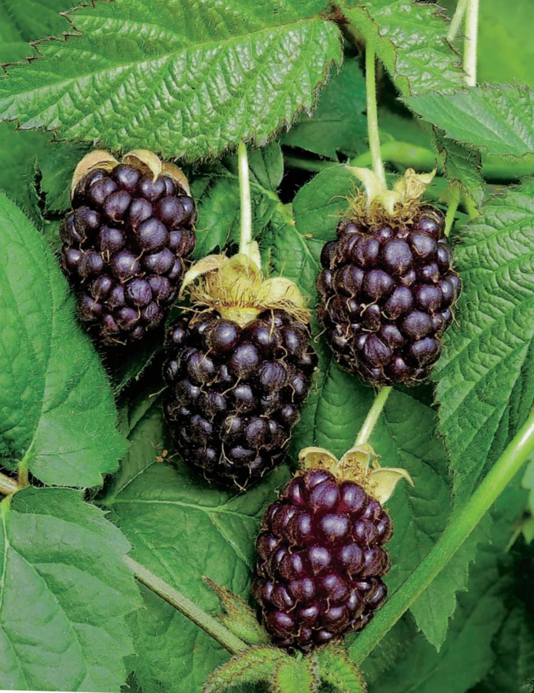 Non-GMO boysenberry seeds ideal for home gardens
