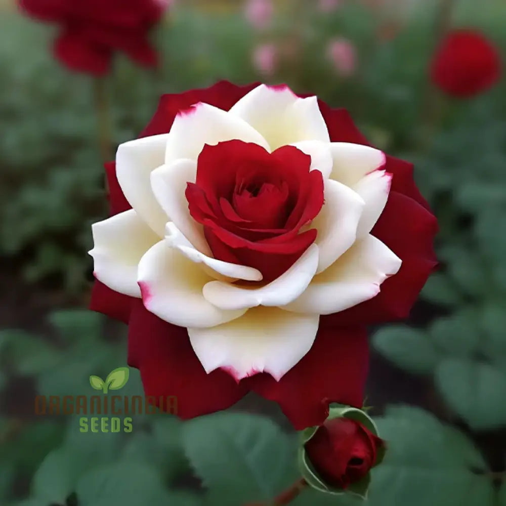 Non-GMO brown and white rose seeds easy to grow