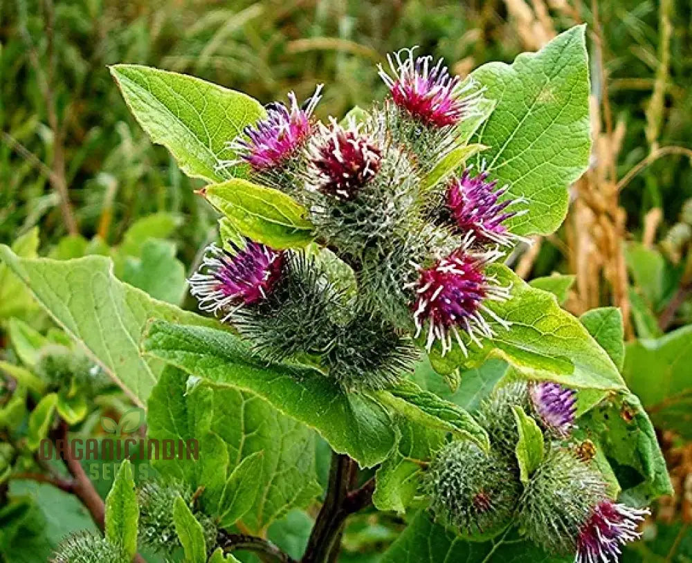 Non-GMO Burdock Seeds for Healthy Root Development