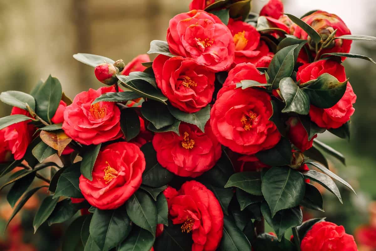 Non-GMO Camellia seeds producing red evergreen blooms