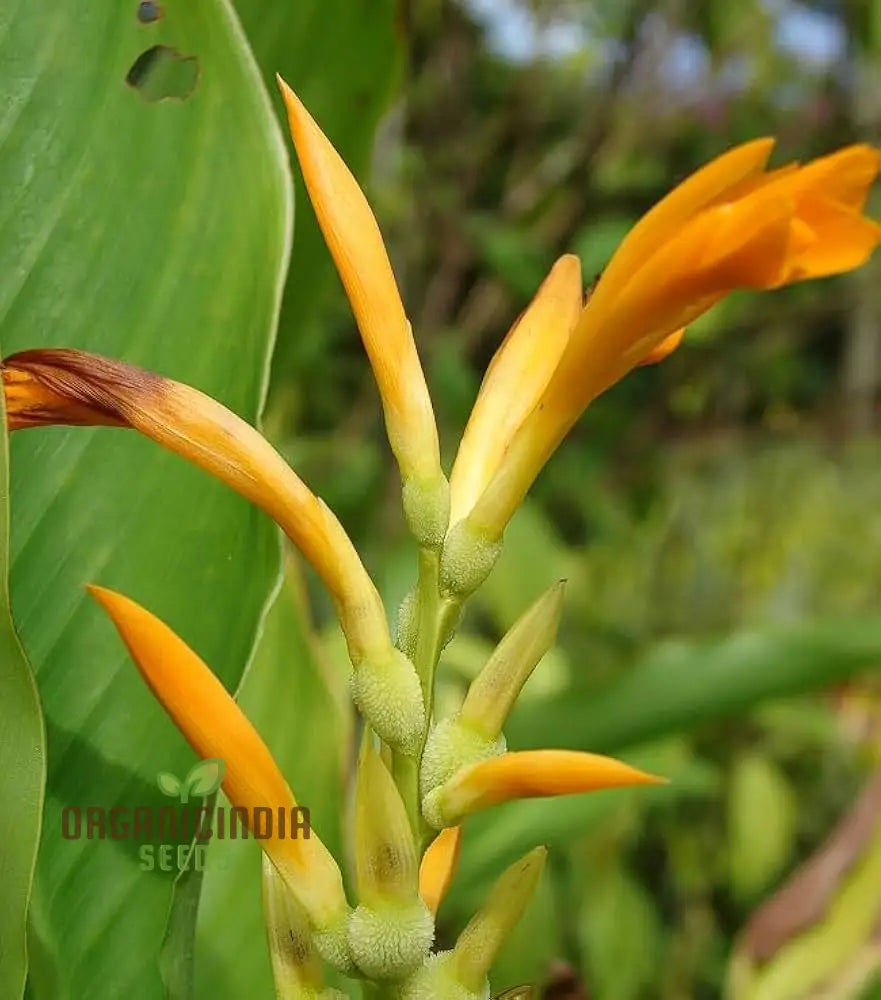 Non-GMO Canna Lily Jaegeriana Seeds for Home Gardens