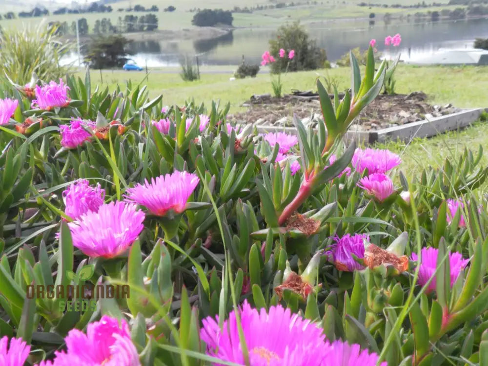 Non-GMO carpobrotus seeds easy growing succulent