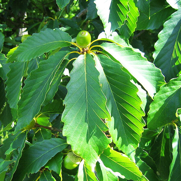 Non-GMO Chestnut Oak Acorn Seeds for Native Planting