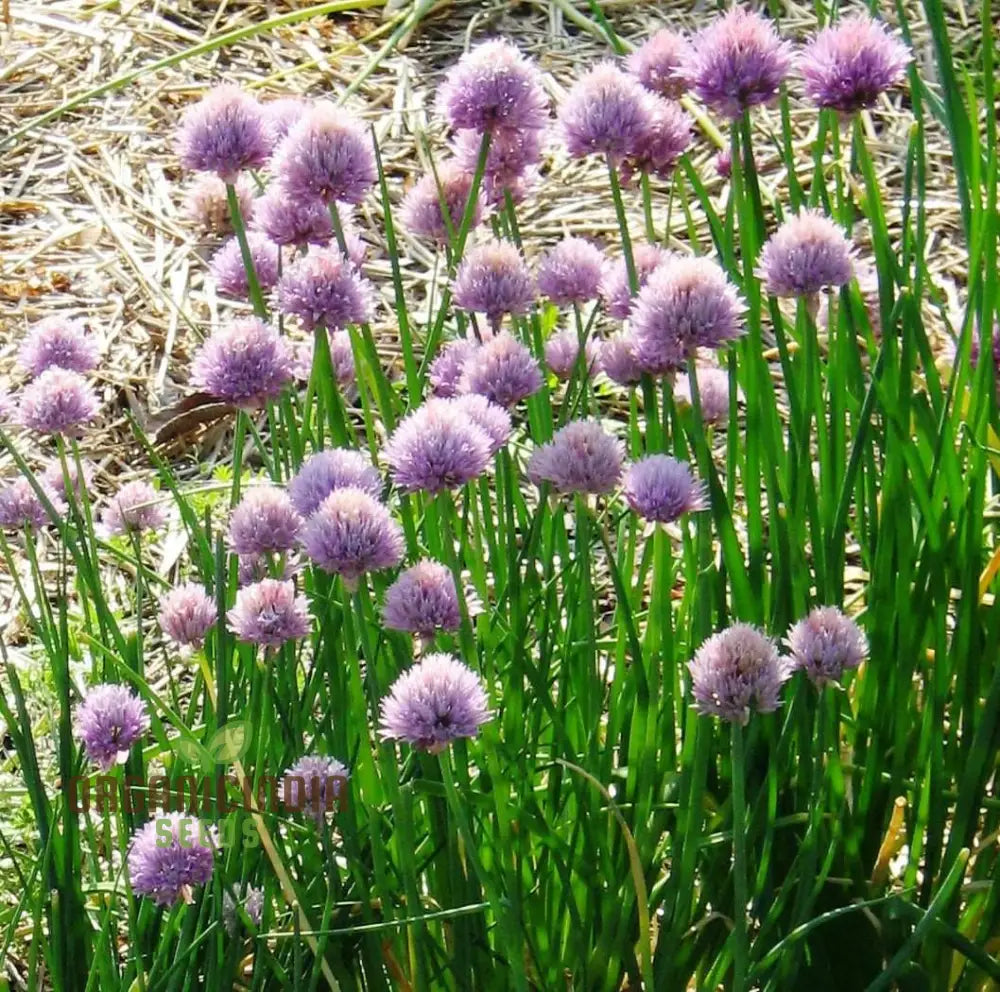 Non-GMO Chive Seeds for Gardening and Culinary Use